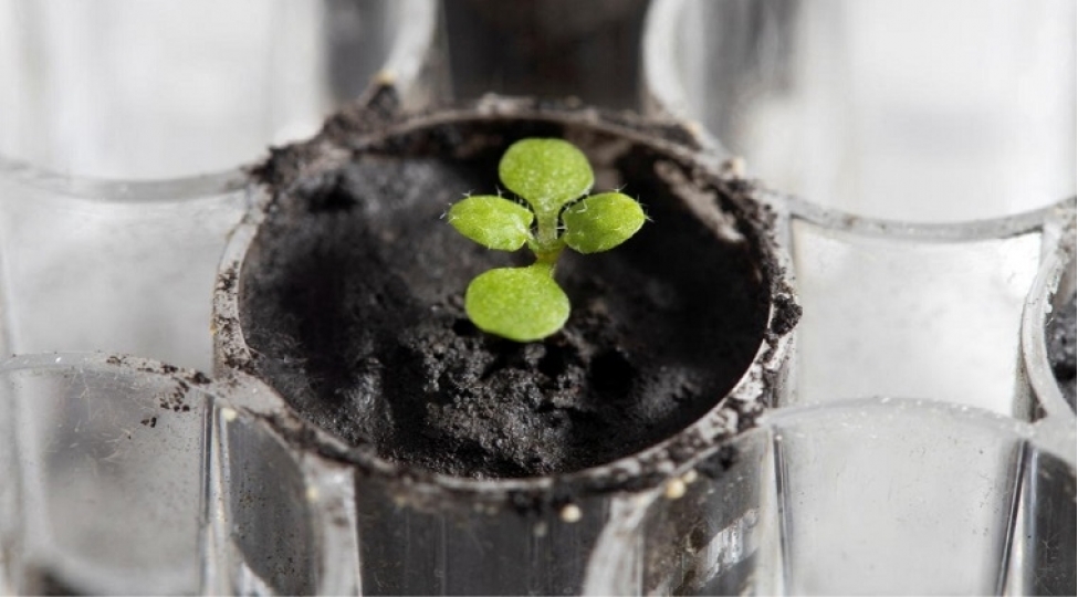aydan-getirilentorpaqda-bitki-yetishdirilib-ilk-defefoto