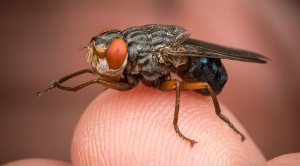 avropada-insani-kor-eden-milcheklerpeyda-olub