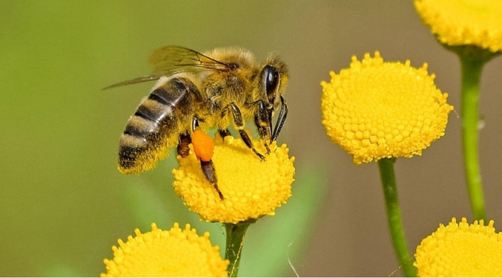 ari-zeheri-xerchengi-mehv-edir