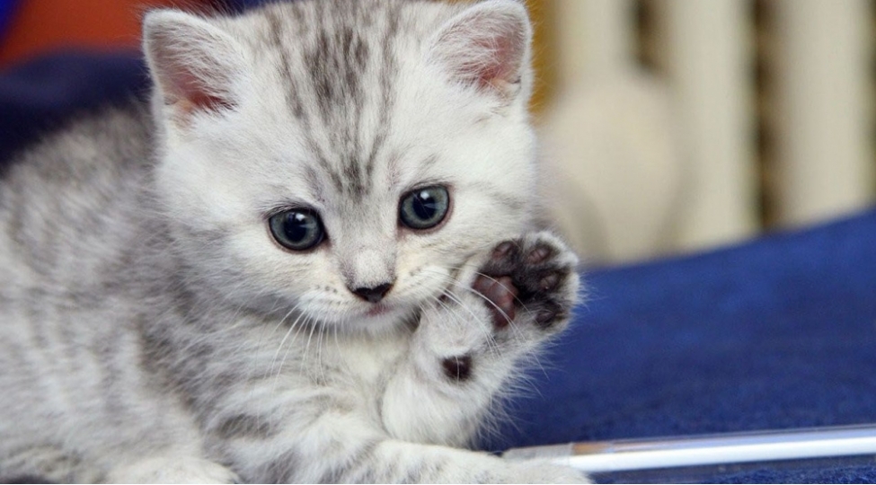 bu-sheherde-pishiklerin-kucheye-chixarilmasi-qadagan-olundu