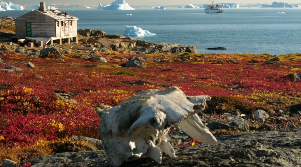 tundra-yox-ola-biler