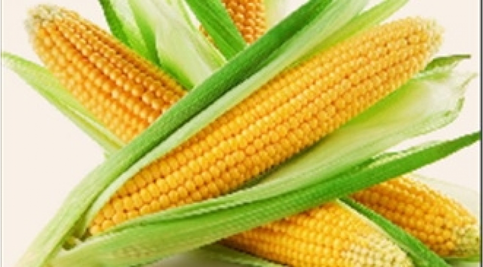 qargidali-bitkisinin-ehemiyyeti