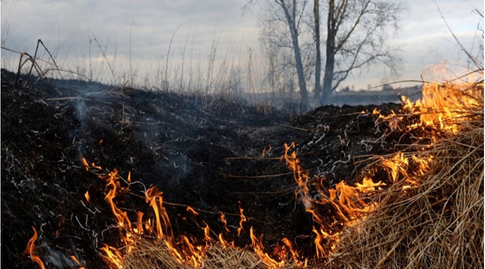 lokbatanda-5-ha-qamishliq-erazi-yanib-video