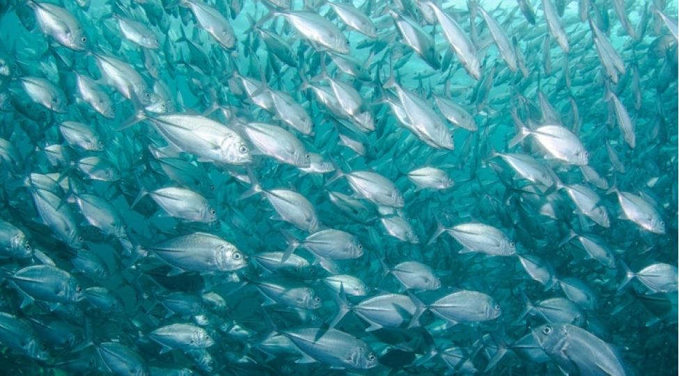 dunya-omeqa-3-turshusundan-mehrum-ola-biler