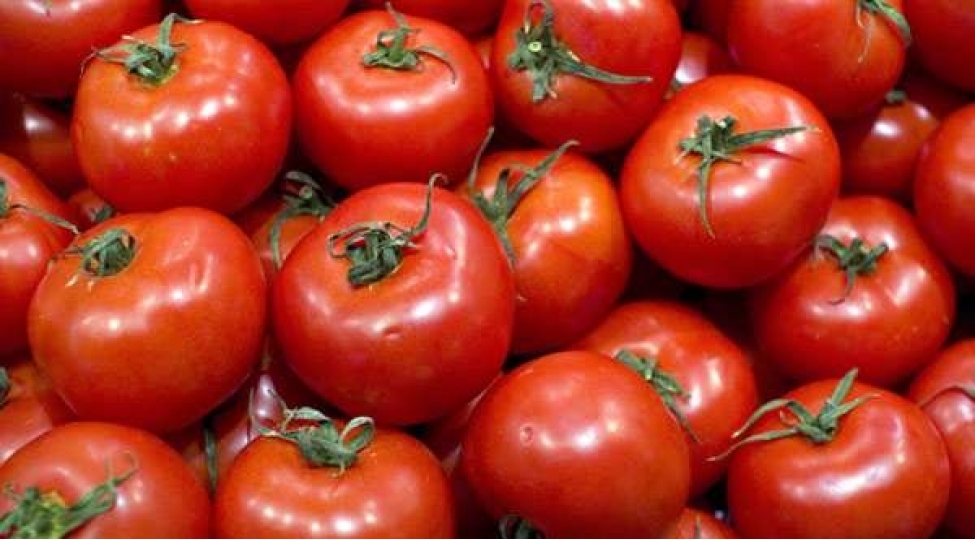 pomidor-komaya-sebeb-ola-biler