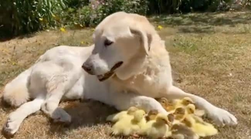 ordek-balalarina-ataliq-eden-it