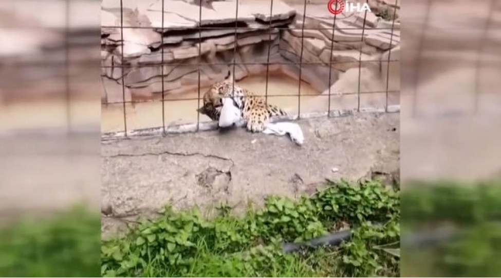 yaquar-yeniyetmeye-hucum-edib