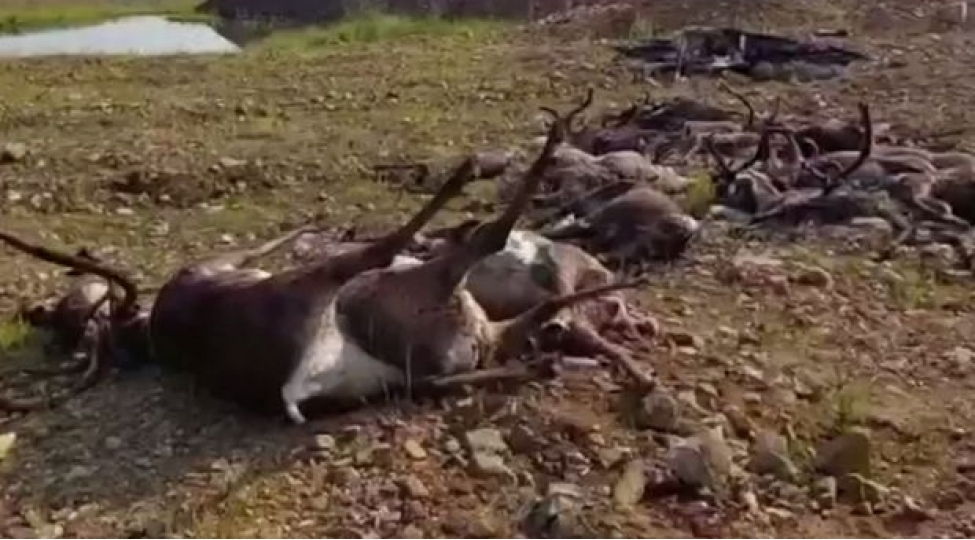 rusiyada-marallar-olur