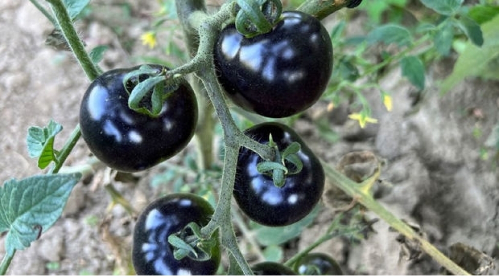 turk-fermer-qara-pomidor-becerdi