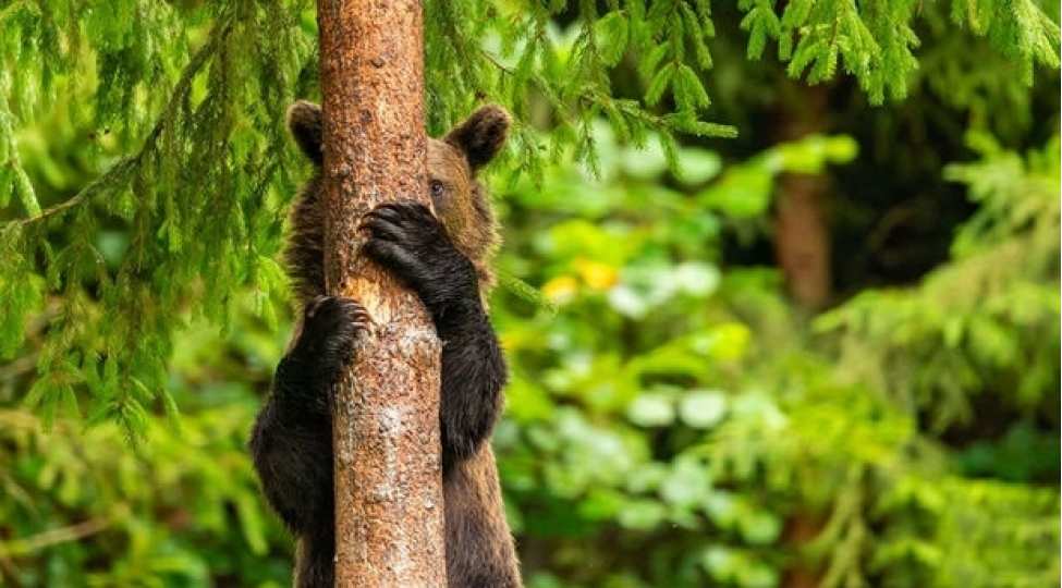 yuvasi-yanan-ayi-yanginsondurenlerin-yanina-gedib