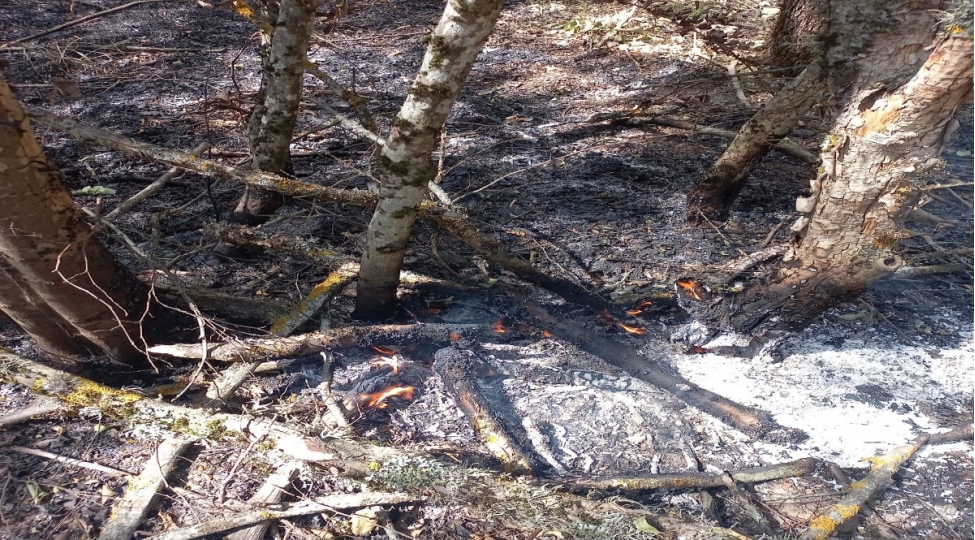 agdamda-dagliq-meshelik-erazide-yangin-bash-verib-fotovideo