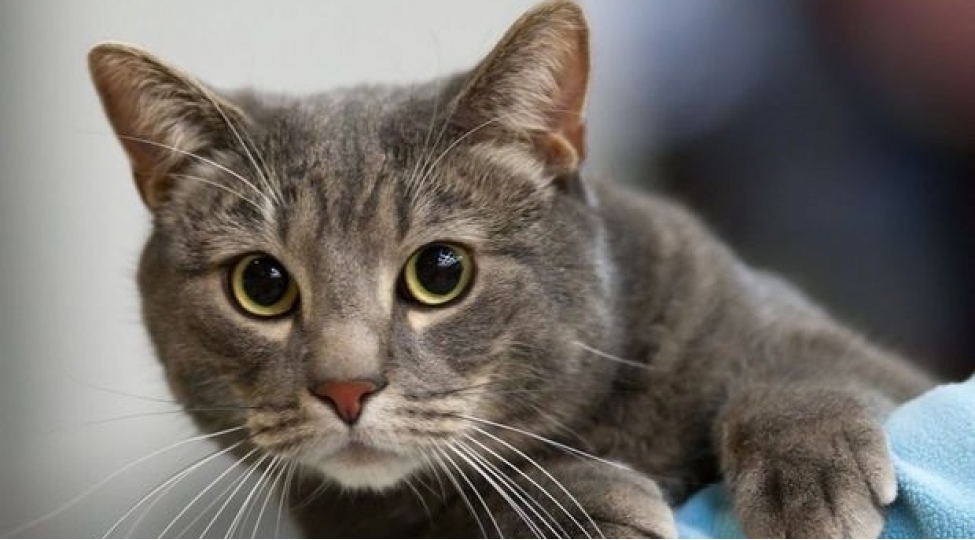 chinde-150-pishik-xilas-edildi