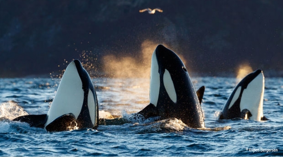 qatil-balinalar-yelkenli-qayigi-deshib-sukani-sindirdilar-video