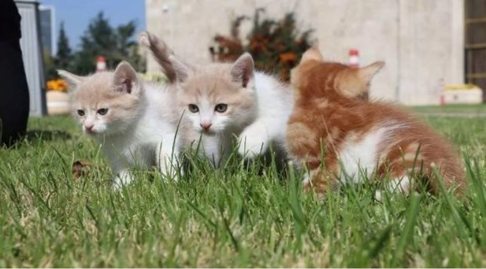 pishikler-tbmm-binasinda-yuva-qurub