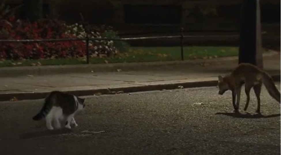 pishik-tulkunu-iqametgahindan-qovdu-video