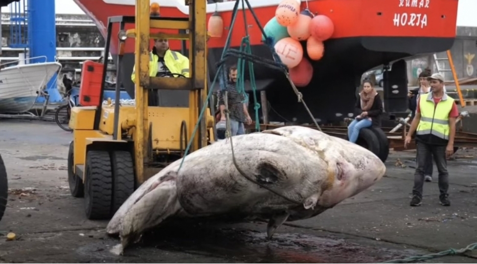 yeni-dunya-rekordu-chekisi-3-tondurfotovideo