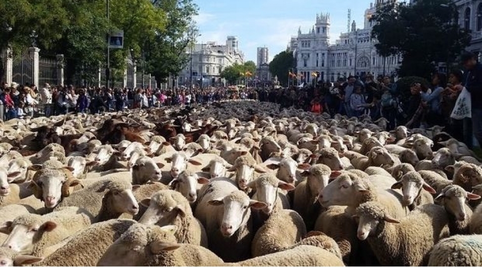 qoyunlar-madrid-kuchelerini-ishgal-etdiler