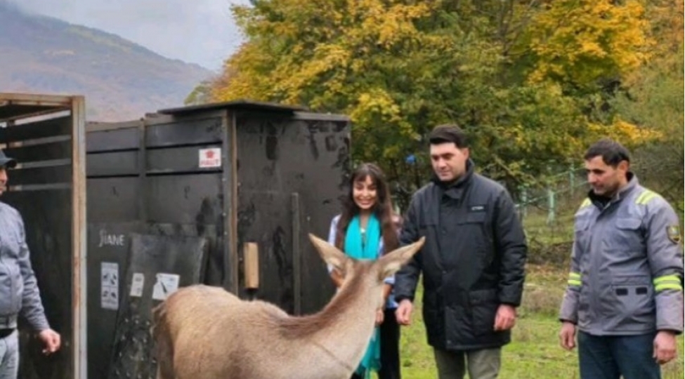 leylaeliyevanin-ishtiraki-ile-shahdag-milli-parkina-marallar-buraxilib-yenilenibfotovideo