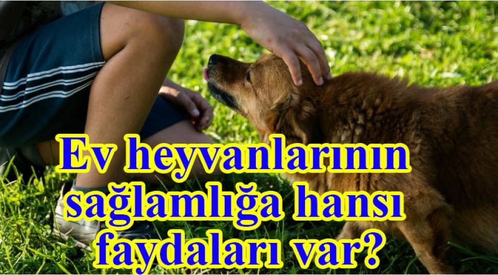 ev-heyvanlarinin-saglamliga-hansi-faydalari-var