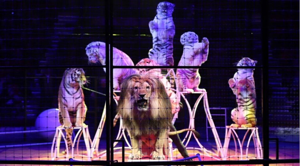 baki-dovlet-sirkinde-qorxulu-anlar-yashanib