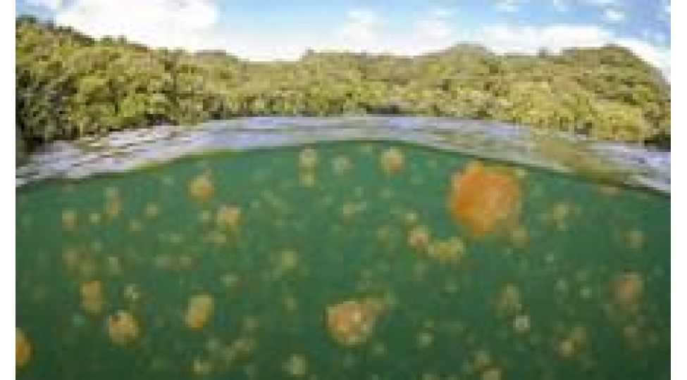 sirli-ve-qeribe-goller