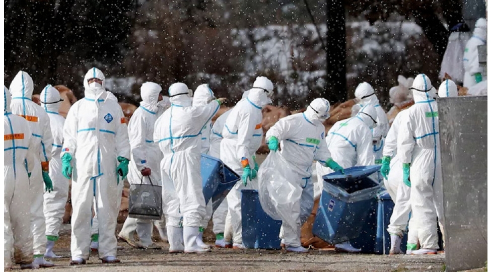 qushlar-ve-heyvanlar-bizi-hansi-xesteliklere-yoluxdura-biler