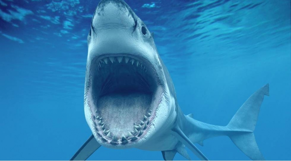 kopek-baligi-turistlere-hucum-etdi