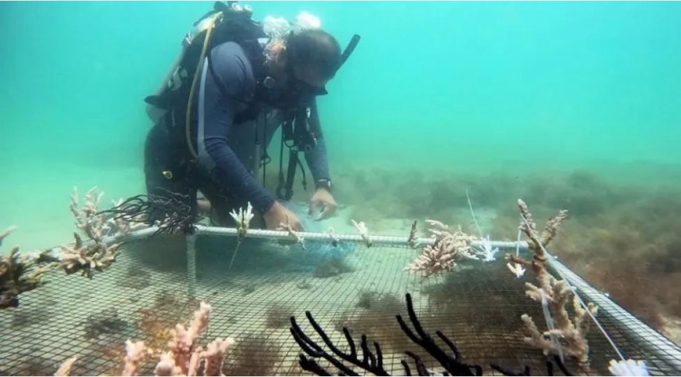 alimler-rengli-mercan-riflerini-berpa-edirler