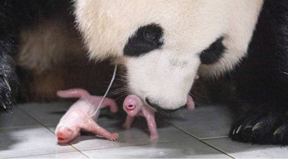 cenubi-koreyada-boyuk-pandalarin-iki-balasi-dunyaya-gelib