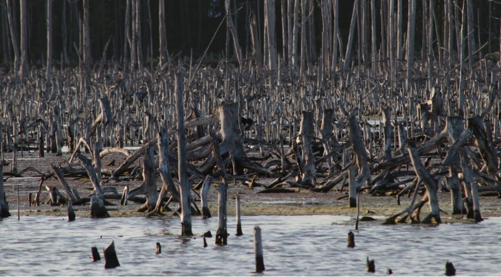 otuz-ilde-420-milyon-hektar