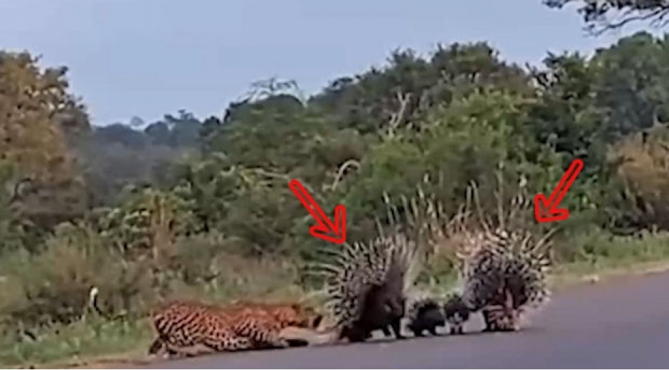 balalarini-bebirden-qoruyan-kirpiler-video