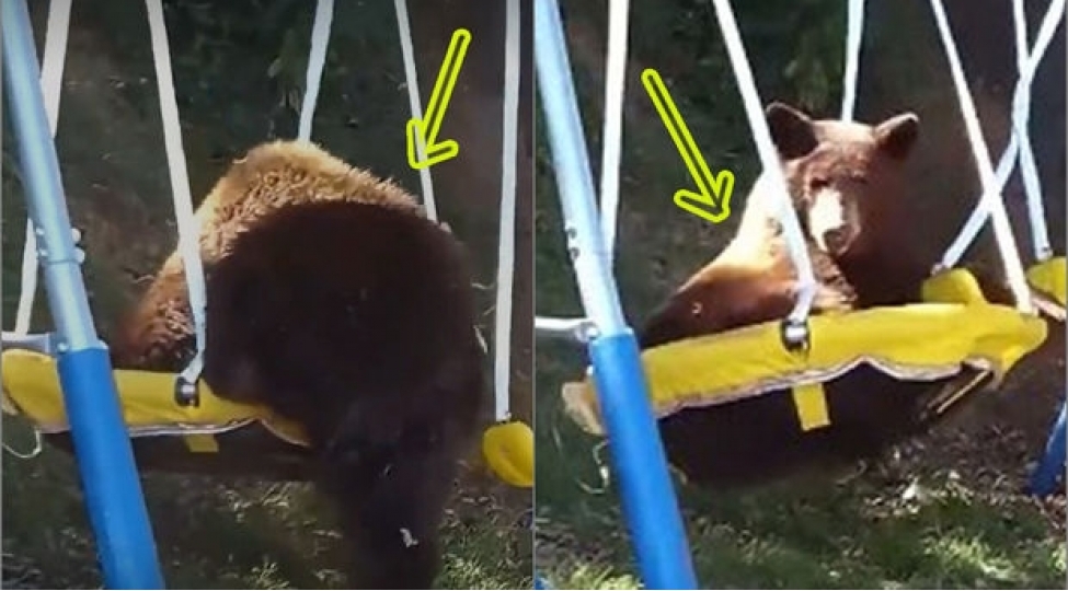 ayi-balasinin-goruntuleri-izleyenleri-guldurdu-video