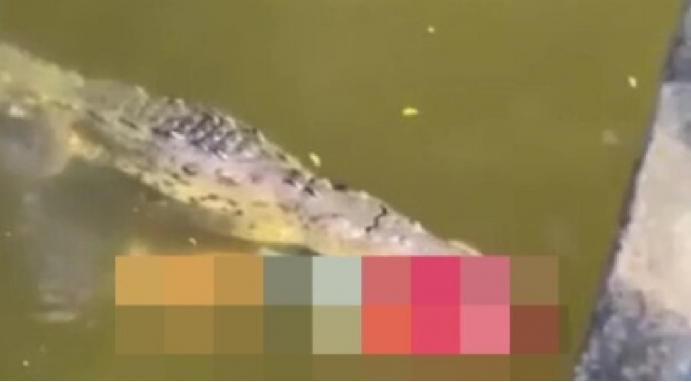 futbolchunu-timsah-yedi-video