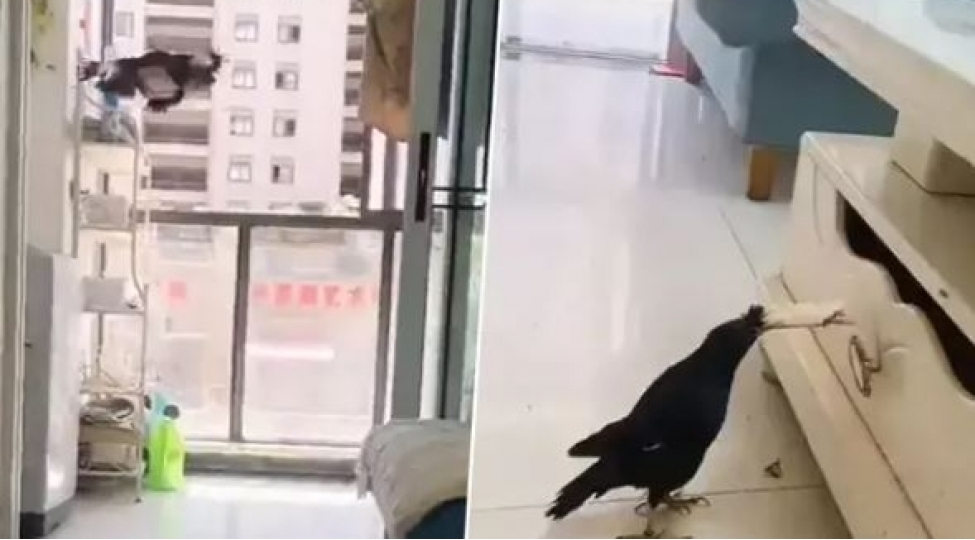 agilli-qush-kucheden-eve-pul-getirirvideo