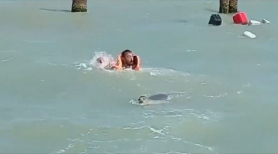 azerbaycanda-suiti-denizde-adamlara-hucum-etdi-video