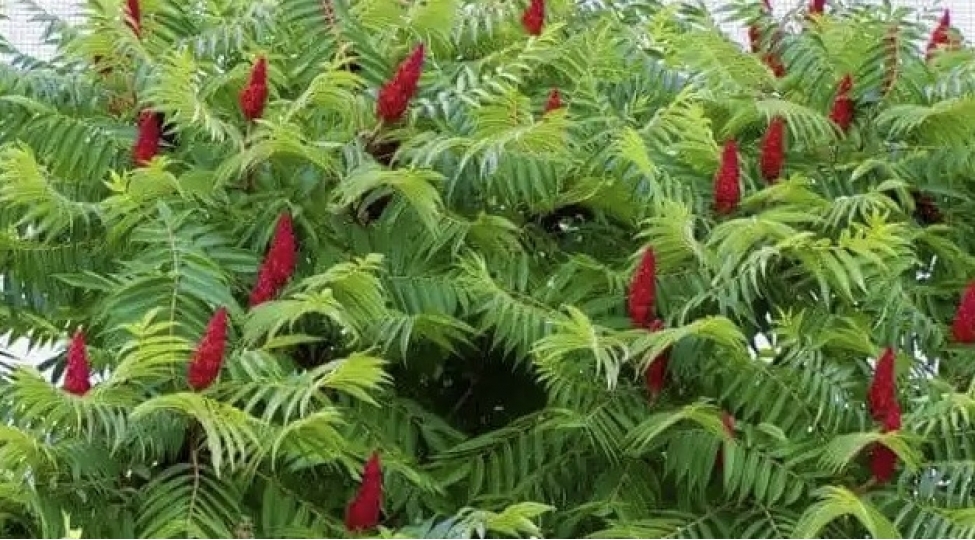 sumaq-diabete-qarshi