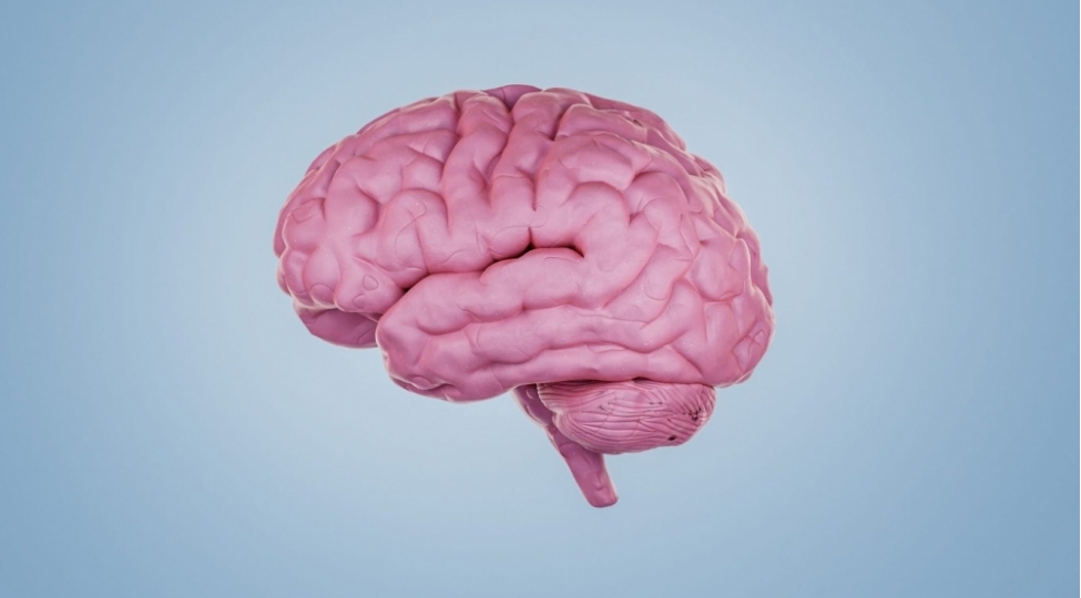 insan-beyni-30-yashdan-sonra-kichilmeye-bashlayir