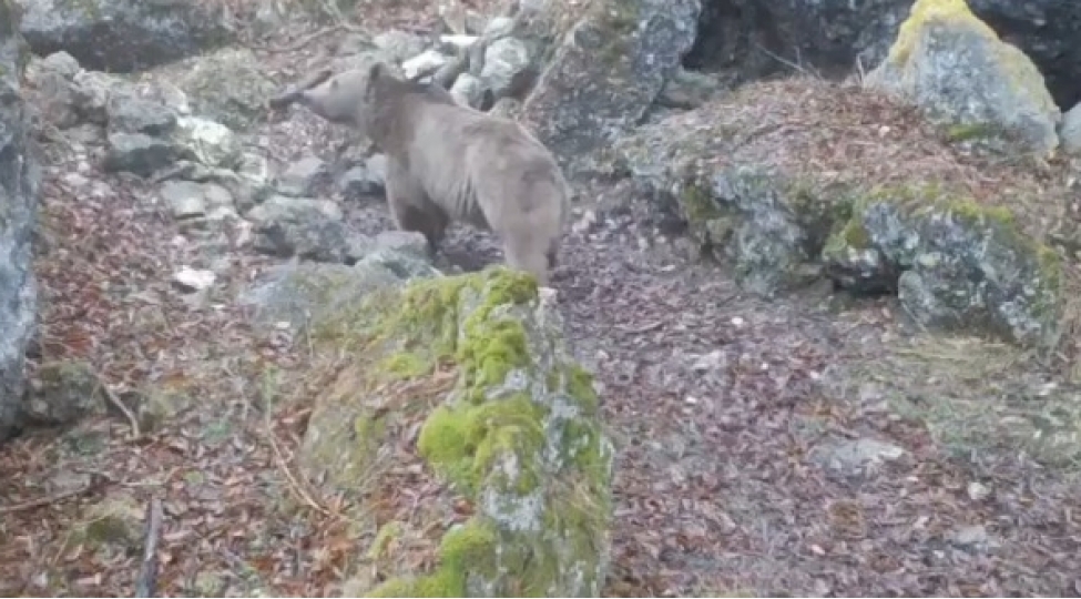 azad-edilmish-erazilerde-minaya-dushmush-daha-bir-ayi-video