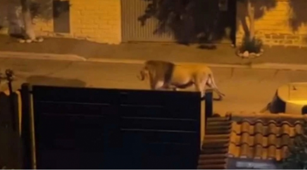 roma-kuchelerindeshir-gezir