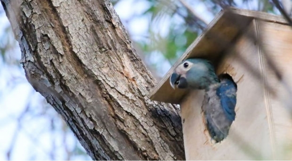 37-ilden-sonra-ilk-defe-mavi-tutuqushular-vehshi-tebiete-buraxiliblar