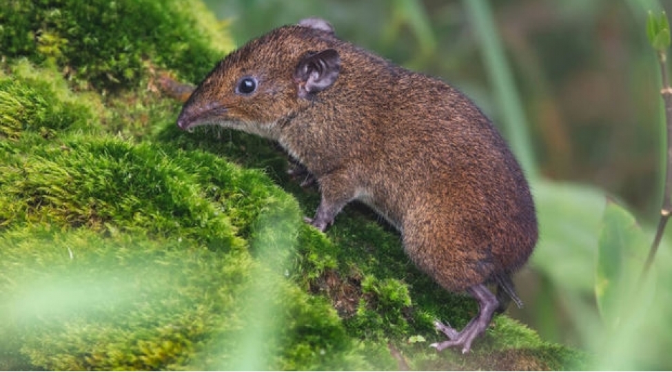 bioloqlar-yumshaq-xezli-kirpi-ashkarlayiblar