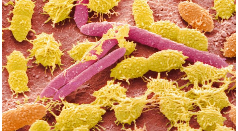 elm-adamlari-mikroorqanizmlerin-yeni-sinfini-tapiblar-agizda-obeliskler