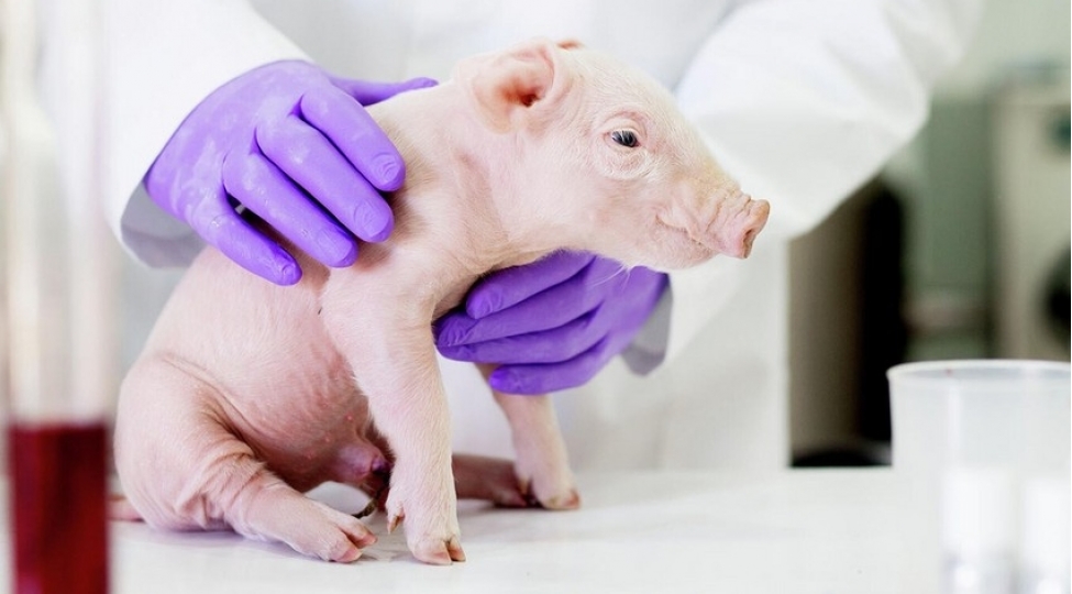 yaponiyada-bunu-da-etdiler