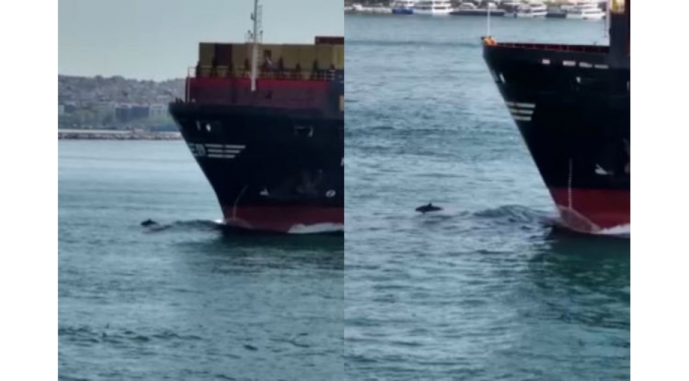 delfinlerin-gemi-ile-yarishi-video