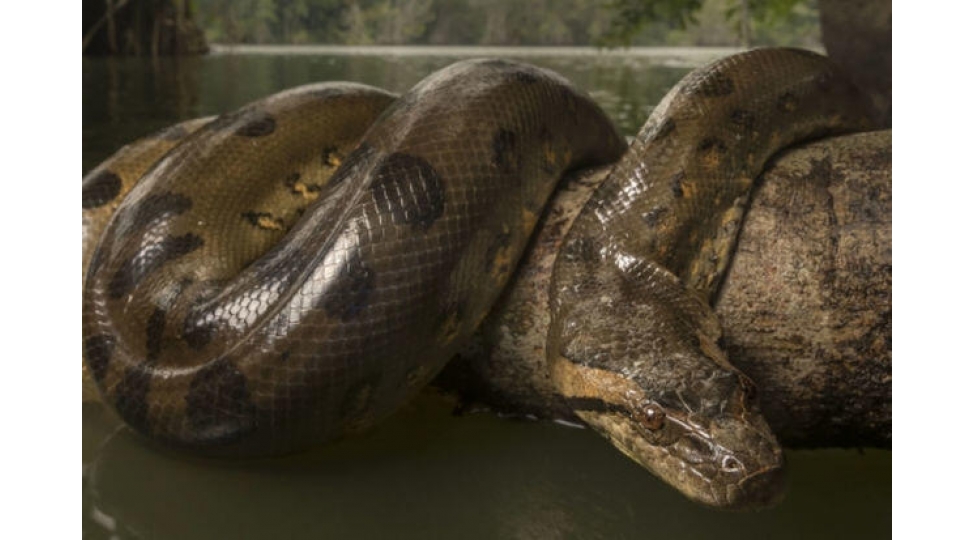 yer-tarixinin-en-iri-ilaninin-qaliqlari-ashkar-edildi