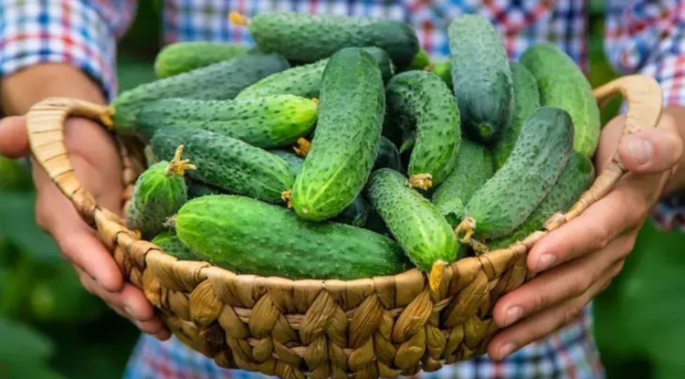 xiyari-teravetli-saxlamagin-qizil-qaydalari