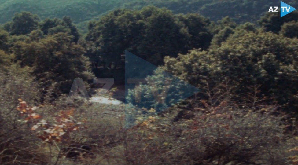 zengilanin-ecazkar-chinar-agaclari-qizil-fonddan-nadir-goruntuler