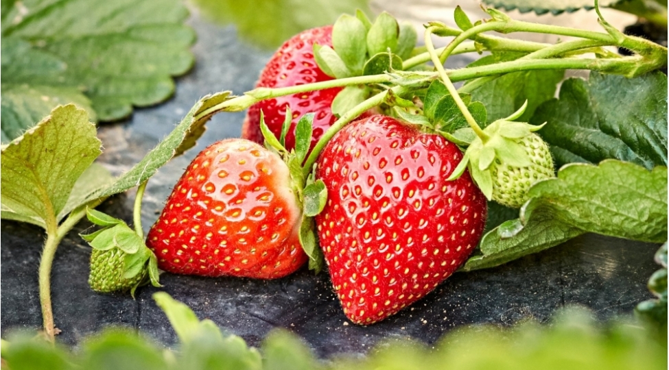 chiyelekdeki-qurddan-qorxmayin