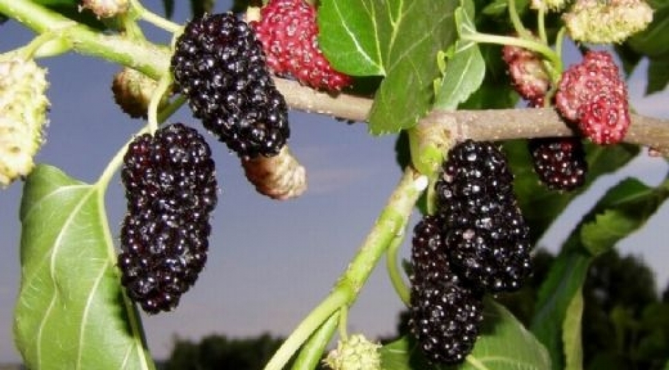 derini-qidalandirir-cheki-atmaga-komek-edir-qara-tutunfaydalari