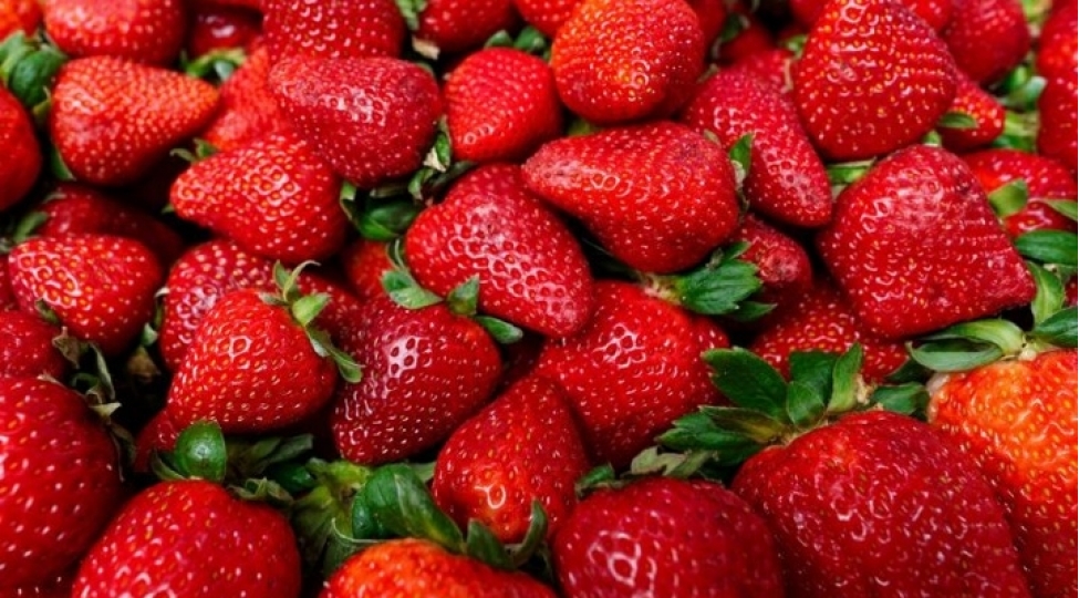 chiyelek-saglamligin-rehnidir